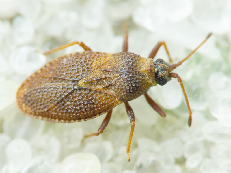 Oncochila simplex (Herrich-Schäffer, 1830)